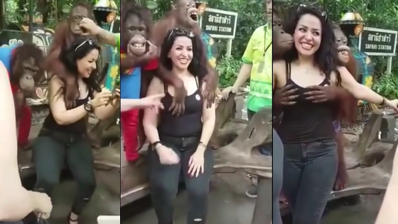 Un Orang-outan coquin touche les seins d'une fille !