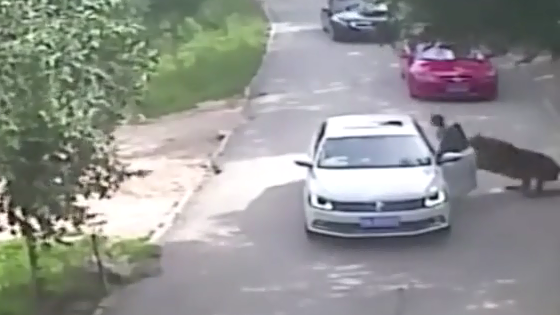 Un tigre attaque une femme sortie de sa voiture pendant un safari