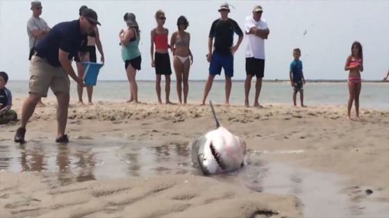 Ce requin blanc échoué sur une plage est sauvé par des touristes