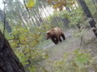 Course poursuite entre un ours et un cycliste et peur de sa vie!