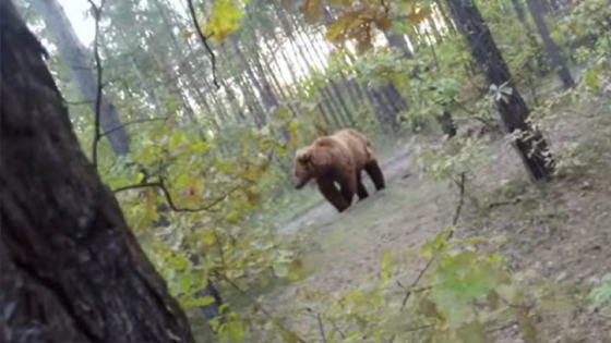 Course poursuite entre un ours et un cycliste et peur de sa vie!