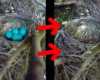Il filme un nid d'oiseau et va capturer des images terrifiante de la venue d'un intrus