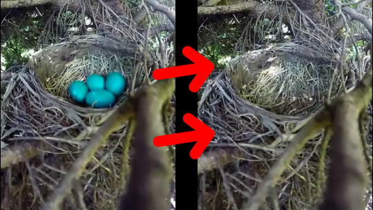 Il filme un nid d'oiseau et va capturer des images terrifiante de la venue d'un intrus