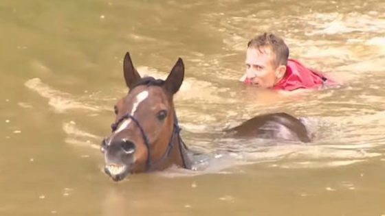 Ils risquent leur vie pour sauver des chevaux piégés dans une rivière en crue