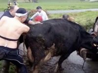 La vache hurle quand un cycliste enfonce ses deux bras en elle
