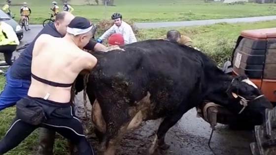 La vache hurle quand un cycliste enfonce ses deux bras en elle
