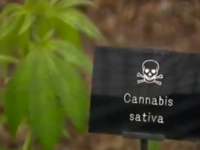 Le jardin empoisonné contenant les plantes plus toxique du monde