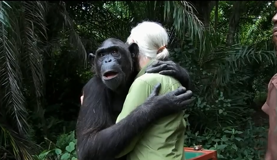 L'incroyable geste d'un chimpanzé à Jane Goodall