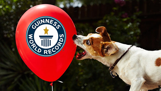 Record du chien le plus rapide à exploser 100 ballons