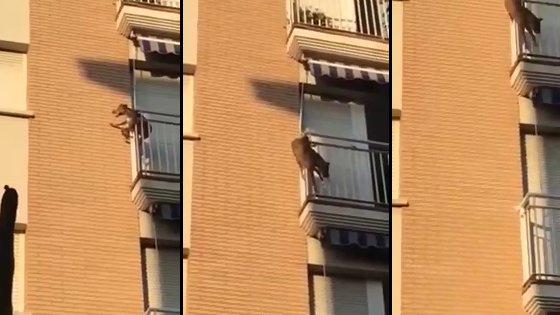Un chien bloqué sur un balcon en plein soleil saute pour survivre