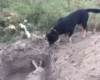 Un chien enterre son ami, geste touchant !