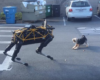 Un chien rencontre le chien robot de Boston Dynamics