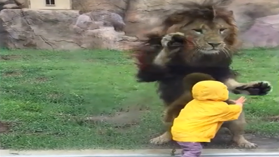 Un garçon attaqué par un Lion au Zoo ! Mais s'écrase contre la vitre