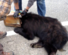 Un ours la tête coincée dans un bidon de café sauvé par des biologistes