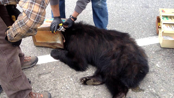 Un ours la tête coincée dans un bidon de café sauvé par des biologistes
