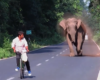 Un éléphant attaque un homme à vélo pour protèger sa petite famille