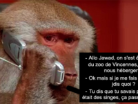 Des babouins s'échappent du zoo et Twitter se déchaîne