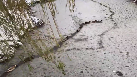 Une famille de canard passe à travers la glace d'une rivière !