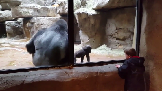 Quand un bébé gorille et un enfant joue ensemble à travers la vitre du zoo