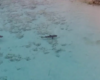 Un enfant qui se baigne attire des requins dangereux