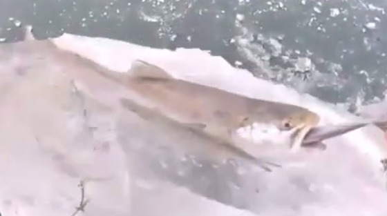 Un poisson qui s’est congelé sous la glace au pire moment