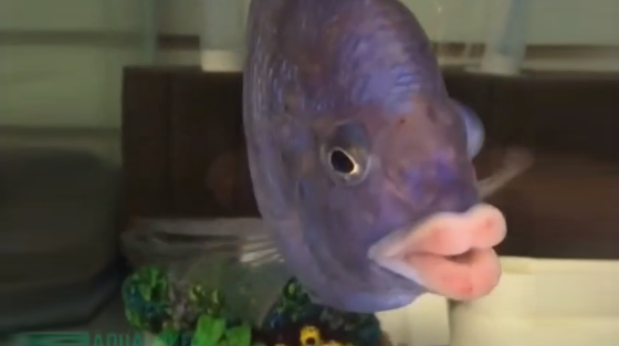 Ce poisson a des lèvres pulpeuses... Botox?