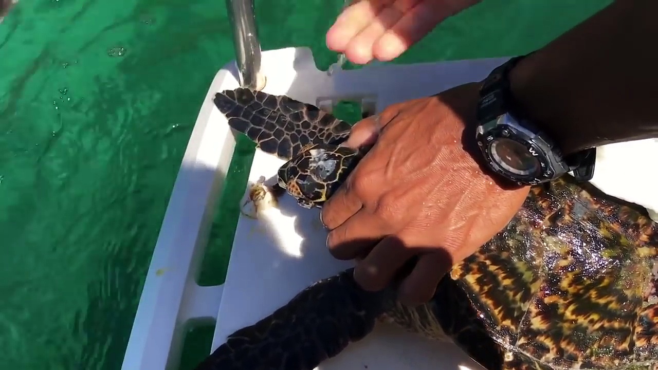Cette pauvre tortue est couverte de balanes ! Ce pêcheur tente de les lui retirer.