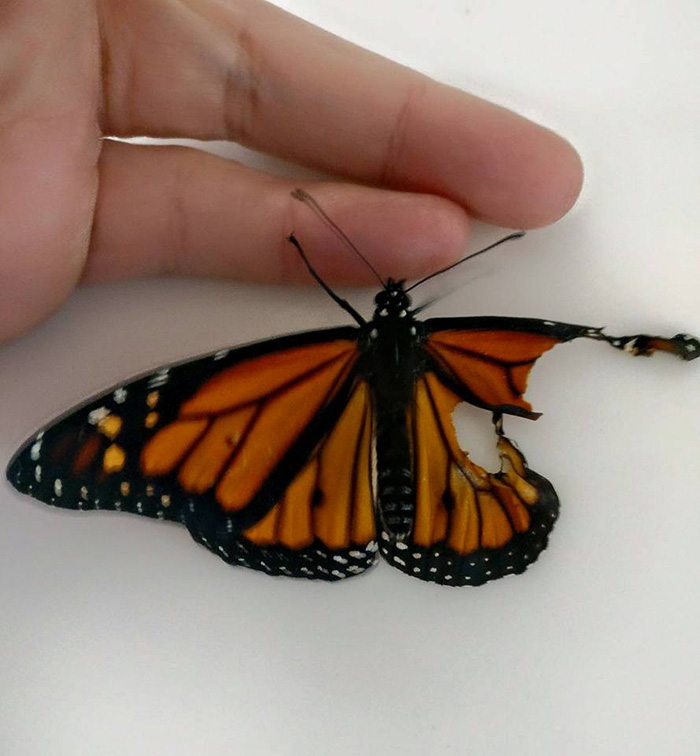 Intervention chirurgicale sur un papillon blessé pour sauver la vie