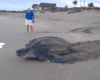 La plus grosse tortue du monde retourne à la mer