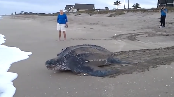 La plus grosse tortue du monde retourne à la mer