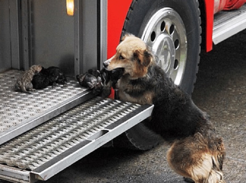 Une chienne courageuse suit son instinct et sauve ses chiots d’un incendie