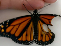 Une femme effectue une intervention chirurgicale sur un papillon blessé et sauve sa vie