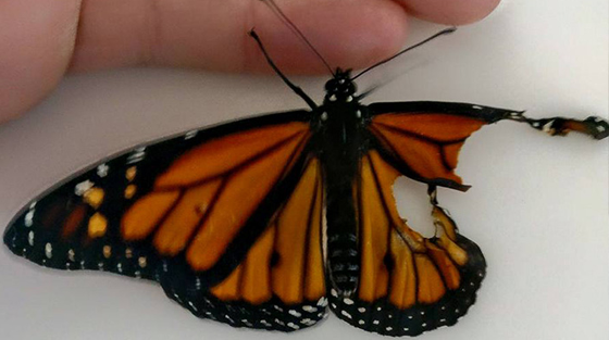 Une femme effectue une intervention chirurgicale sur un papillon blessé et sauve sa vie