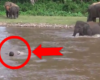 Cet éléphanteau pensait que cet homme était en train de se noyer