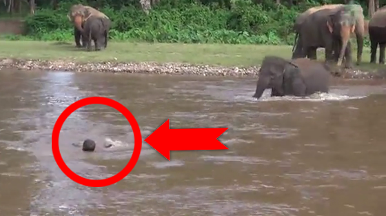 Cet éléphanteau pensait que cet homme était en train de se noyer