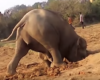 Une mère éléphant tente de sauver son bébé tombé dans un trou