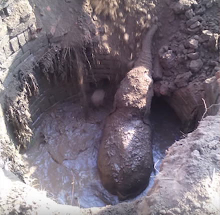 Un éléphanteau s'est retrouvé pris au piège dans un puits plein de boue