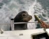 Un lion de mer vient squatter à bord d'un bateau de pêcheurs