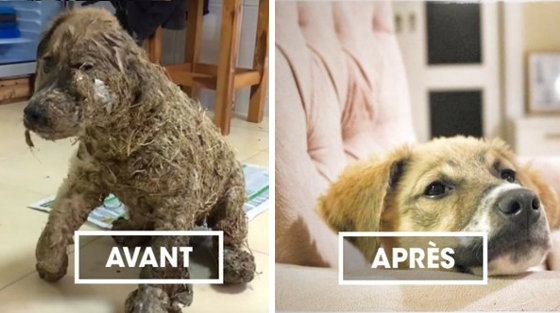 Pascal, le chien recouvert de colle puis sauvé par des vétérinaires