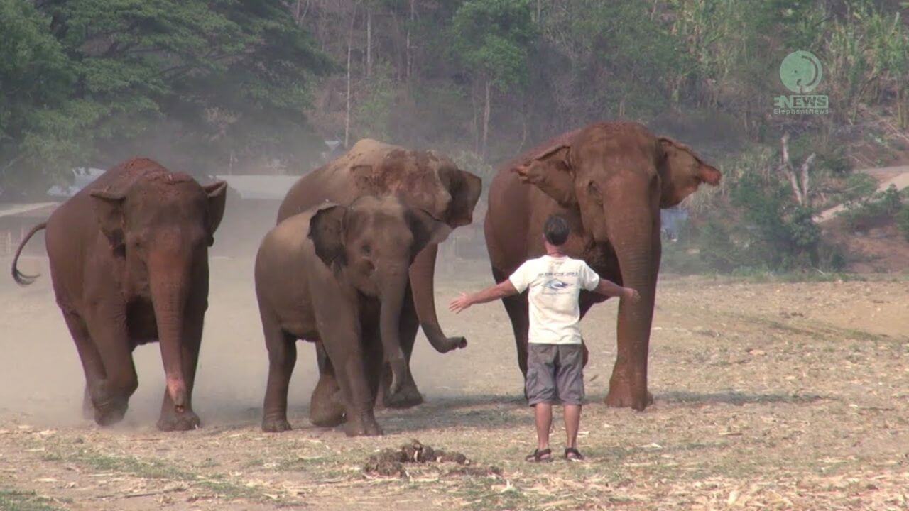 Un homme appelle les éléphants de loin