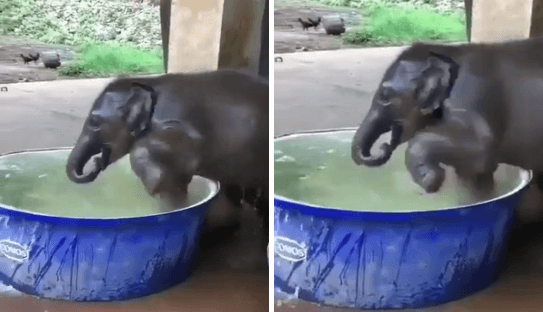 Ce bébé éléphant adore prendre son bain dans une petite piscine