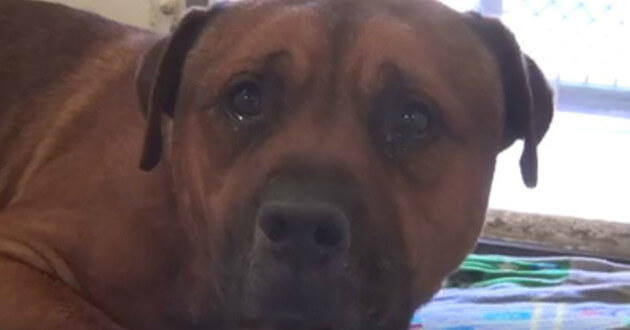 Ce chien ne peut pas arrêter de pleurer après s'être rendu compte qu'il a été abandonné au refuge pour animaux
