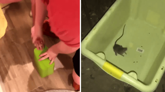 Des hommes essaient d'attraper une souris qui a pénétré dans leur maison