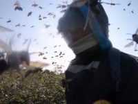 Il détruit un nid de frelons asiatiques et se fait attaquer