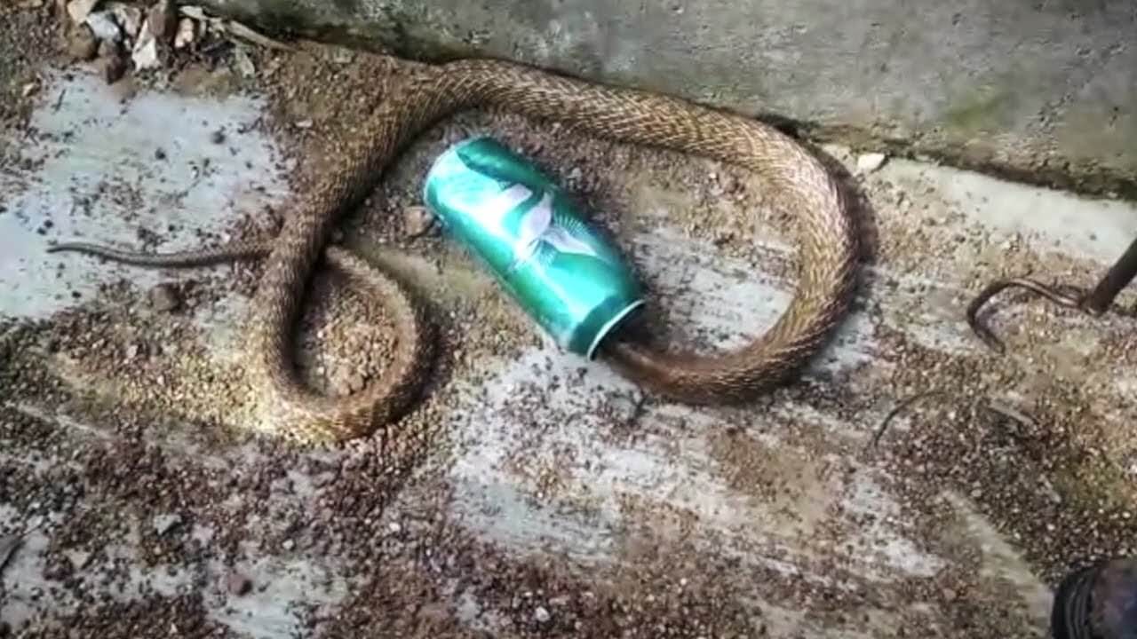 Il sauve un cobra qui a la tête coincée dans une canette de bière
