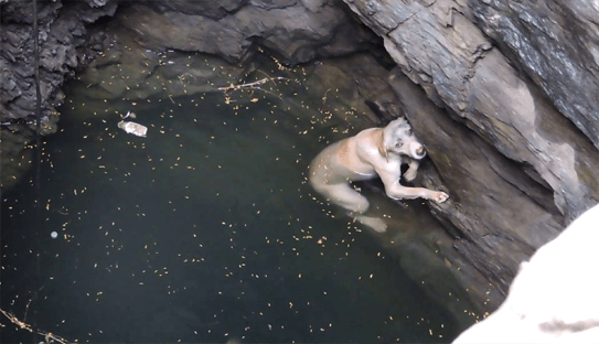 Ils sauvent la vie d’un chien tombé dans un puits et sur le bord de se noyer