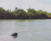 Un chien prêt à risquer sa vie pour voir un alligator