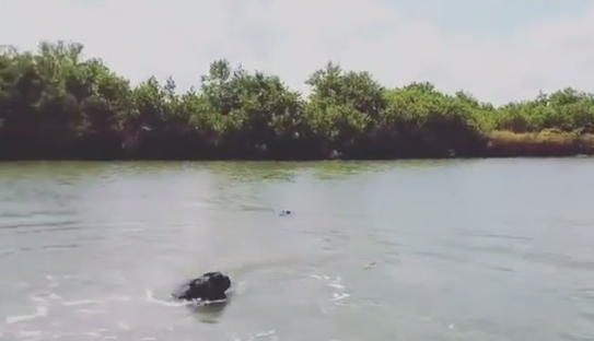 Un chien prêt à risquer sa vie pour voir un alligator