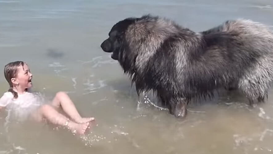 Un gros chien sort une petite fille de l'eau