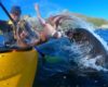 Vidéo: Un kayakiste giflé par un phoque avec un poulpe